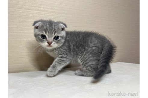 成約済の茨城県のスコティッシュフォールド(折れ耳)-84717の3枚目